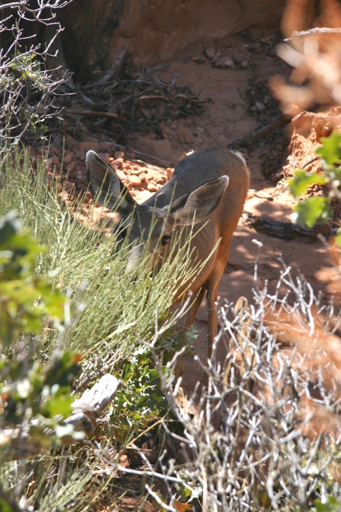 13 - The Arch NP (3).jpg